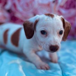 Cheddar - Piebald male Dachshund puppy in Purdy, Missouri from Shotgun Pups