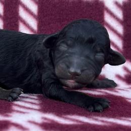 Akc Frappe - Phantom female Poodle puppy in Overbrook, Kansas from Hidden Springs Poodles LLC