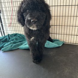 Junior - male Newfypoo puppy in Jamul, California from Socal Puppy