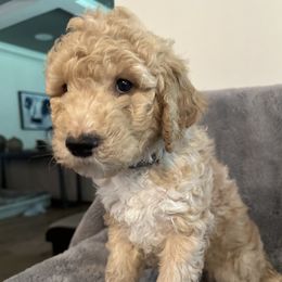 Boy 2 - Goldendoodle puppy in Landis, North Carolina from Shelbys Doodle Farm