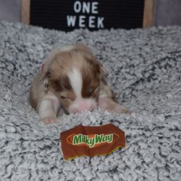 Australian Shepherd Puppies from Faith Built Ranch