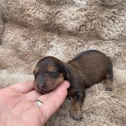 Ember - Cream female Dachshund puppy in Rogue River, Oregon from Bear Feet Dachshunds
