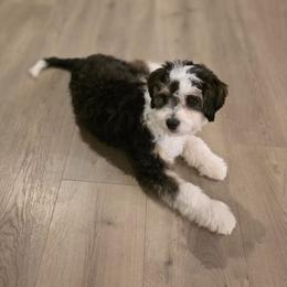 Apollo - Bernedoodle