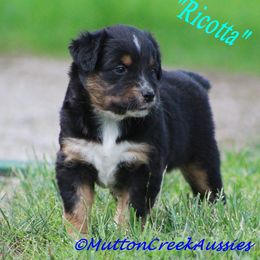 Miniature Australian Shepherd Puppies from Mutton Creek Aussies
