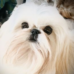 Igloo  - Shih Tzu