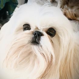 Igloo  - Shih Tzu