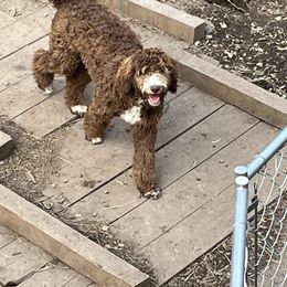 Elsie - Brown and white female Aussiedoodle puppy in Anchorage, Alaska from Covington Acres