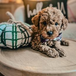 Tanner - Red  male Goldendoodle puppy in Alamance County, North Carolina from Doodle Squad Puppies