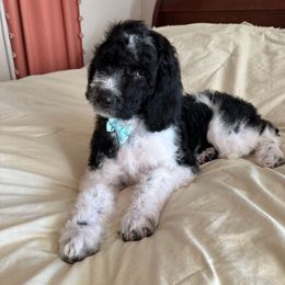 Star Crunch - Parti male Goldendoodle puppy in Greensboro, Georgia from B’s Doodles