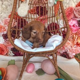 Dachshund Puppies from Mill Creek Dachshunds