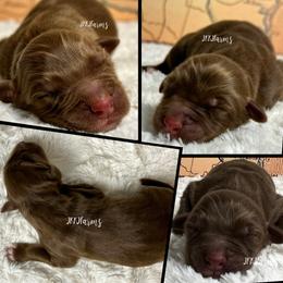 4 Creed - Red tri-color male Australian Shepherd puppy in Huntington, Texas from JKKJ Farms, LLC