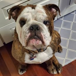 Bulldogs from TandT511