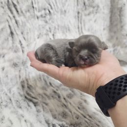 Blue girl - Blue and white female Chihuahua puppy in Richmond, Virginia from Breens