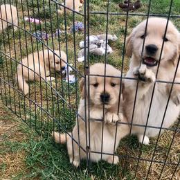 Golden Retriever Puppies from Glacier Goldens