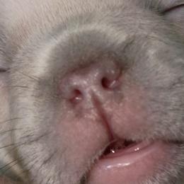 French Bulldogs from Jen Haney