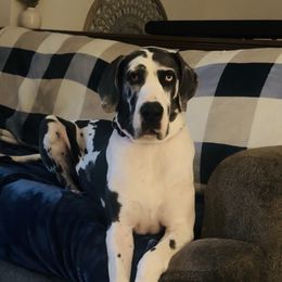 Zara - Great Dane
