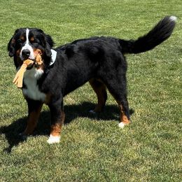 Jetta - Bernese Mountain Dog