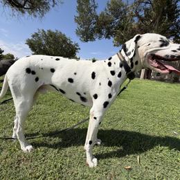Dalmatians from Lauren Allen