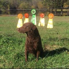 Drake  - Chesapeake Bay Retriever