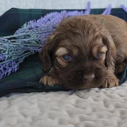 Boy 1 Jamie Red Sable - Sable male Cocker Spaniel puppy in Morristown, Tennessee from Down in the Holler