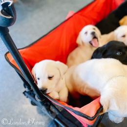 Dilute Retriever and Labrador Retriever Puppies from Landon J Farms Labrador Retrievers
