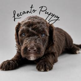 Mira - Parti female Poodle puppy in Lecanto, Florida from Lecanto Puppy