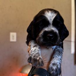 Turquoise Collar Girl - Black and white female English Springer Spaniel puppy in Collins, Georgia from English Springer Spaniels at Lands Lodge