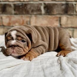 Stan - Lilac tri-color male Bulldog puppy in Hernando, Mississippi from Blues City Bulldogs