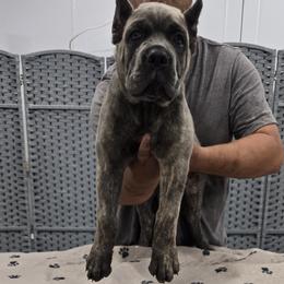 Light Blue Collar Girl - AKC and ICCF - Billie X Chief - Gray brindle female Cane Corso puppy in Gorman, Texas from McOmber Country Kennels