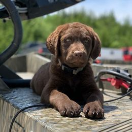 Chesapeake Bay Retriever Puppies from KBar Chesapeakes
