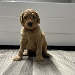 Goldendoodle Puppies from Totally Texas Doodles