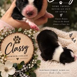 Classy girl - Black and white female Border Collie puppy in Fairview, Tennessee from Hoffman Forest Acres LLC