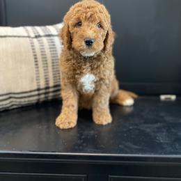 Bernedoodle, Boxer, Goldendoodle, Havapoo, and Poodle Puppies from Lady Paws Puppies