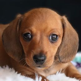 Troy - Red male Dachshund puppy in Azle, Texas from American Dachshunds