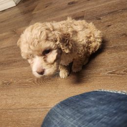 Cookie - Orange female Lagotto Romagnolo puppy in Lyman, Idaho from Regal Romagnolos