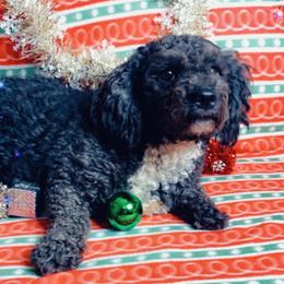 Mary - Maltipoo