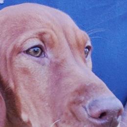 Vizslas from Shadow Creek Kennel