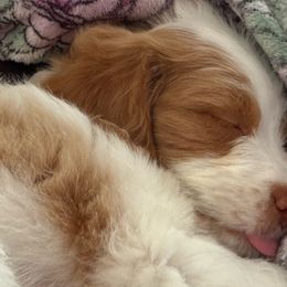Melody - Brown and white female Aussiedoodle puppy in Tulsa, Oklahoma from Vali Girl Aussiedoodles