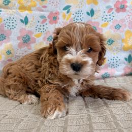 Mark - Red and white male Cockapoo puppy in Lebanon, Missouri from Kaitlen's Doodle Pups