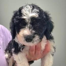 Fabian - Black and white male Portuguese Water Dog puppy in Hammonton, New Jersey from Jersey Girls Portuguese Water Dogs