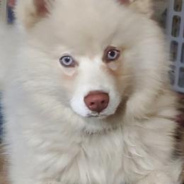 Pomskies from Triple R Pomskies