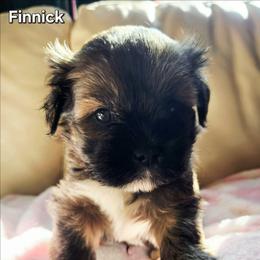 Finnick - Brown male Lhasa Apso puppy in Jefferson, New York from Absolute Lhasa Love