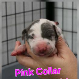 Pink Collar Girl - Blue and white female Great Dane puppy in Longview, Texas from Lazy A Danes