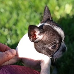 Tina - Boston Terrier puppy in Rexburg, Idaho from Wolf Ridge Boston Terriers