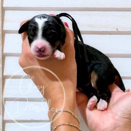 Black - Tri-color male Bernedoodle puppy in Rockwall, Texas from Glory Doodles