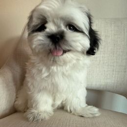 Teddy bear - Black and white male Shih Tzu puppy in Bullhead City, Arizona from Arizona Shih Tzu Land