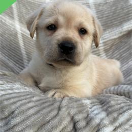 Dark green - Yellow male Labrador Retriever puppy in Wilson’s, Virginia from Cedar Hill Farm Labradors