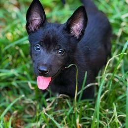 Tequila - Black male Belgian Malinois puppy in Greenville, South Carolina from Vuurhart Herders