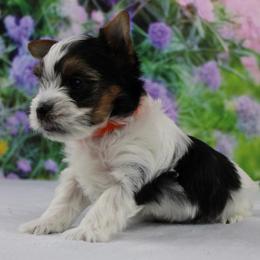 Jasper 3750 - Black tan and white male Biewer Terrier puppy in Ambrose, Georgia from Southern Star Biewer Terriers