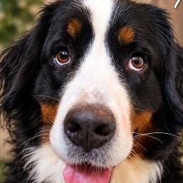 Bernedoodles, Bernese Mountain Dogs, Goldendoodles, and Shihpoos from Route 66 Poodles & Doodles, Sapphire Shih-tzu's of Ohio
